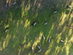 Grazing pigs in the Sierra de Aracena, aerial view, drone shot, Huelva province, Andalusia, Spain,