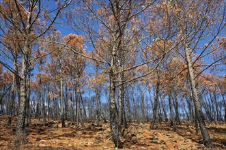 Burned Stone or Umbrella Pines (Pinus pinea) after a forest fire, Sierra Bermeja, Málaga Province,