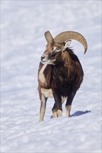 European mouflon (Ovis aries musimon) ram on a snowy meadow in the mountains in tirol, Kitzbühel,