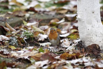 European robin (Erithacus rubecula), songbird, autumn, leaves, coloured, Germany, The plumage of