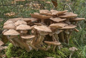 Blusher (Amanita rubescens) in mixed forest, Franconia, Bavaria, Germany, Europe