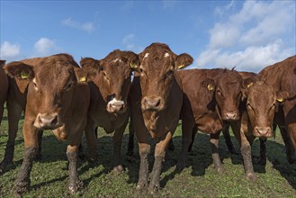 Buntscheck cows on pasture, Franconia, Bavaria, Germany, Europe