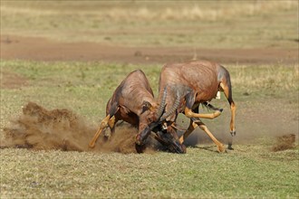 Fight between two Topi lei antelope bulls, Maasai Mara Game Reserve, Kenya, Africa