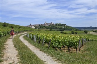 Hikers on the way to Vézelay, Yonne department, Bourgogne-Franche-Comté region, Burgundy, France,