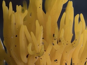 Golden yellow coral (Ramaria aurea) Structure of the fungus, North Rhine-Westphalia, Germany,