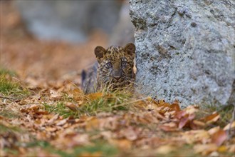 Indian leopard (Panthera pardus fusca), young animal in forest