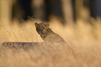 Indian leopard (Panthera pardus fusca), young animal on tree trunk in meadow