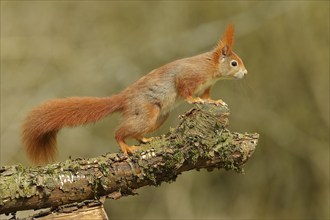 Eurasian red squirrel (Sciurus vulgaris), on a branch ready to pounce, North Rhine-Westphalia,