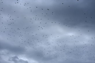 Common starling (Sturnus vulgaris) gather to fly south, grey cloudy sky, Franconia, Bavaria,