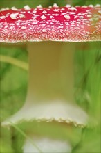 Fairytale toadstool (Amanita muscaria) in autumn in the forest, Saxony, Germany, Europe