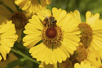 Bee collecting nectar on common sneezeweed (Helenium autumnale) flower, pollen, Lower Saxony,