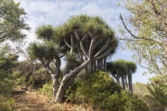 Canary islands dragon tree (Dracaena draco), near Las Tricias, La Palma Island, Spain, Europe