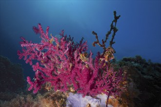 Violescent sea-whip (Paramuricea clavata) with open polyps in the Mediterranean near Hyères. Dive