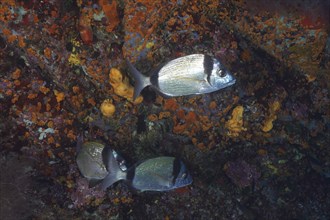 Common two-banded seabream (Diplodus vulgaris) in the Mediterranean near Hyères. Dive site marine