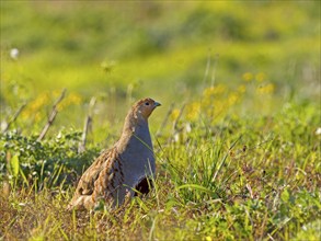 Gray partridge (Perdix perdix), on a fallow land, Solms, Hesse, Germany, Europe