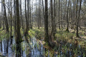 Alder scrub forest, black alders (Alnus glutinosa) in spring, Lower Saxony, Germany, Europe