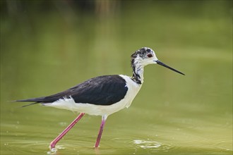 Black-winged stilt (Himantopus himantopus) walking in the water, Camargue, France, Europe