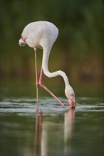 Greater Flamingo (Phoenicopterus roseus) walking in the water, Parc Naturel Regional de Camargue,