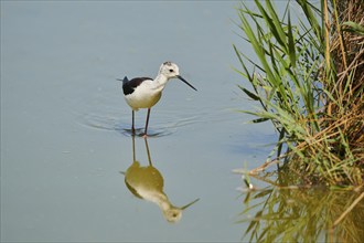 Black-winged stilt (Himantopus himantopus) walking in the water, Camargue, France, Europe