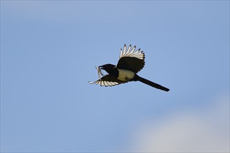 Common magpie (Pica pica) flying in the sky, Camargue, France, Europe