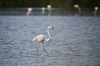 Greater Flamingo (Phoenicopterus roseus) walking in the water, Parc Naturel Regional de Camargue,