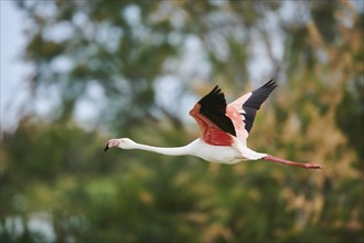 Greater Flamingo (Phoenicopterus roseus), flying, Parc Naturel Regional de Camargue, France, Europe