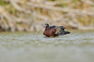 Glossy ibis (Plegadis falcinellus) cleaning its feathers in the water, Camargue, France, Europe