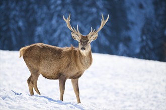 Red deer (Cervus elaphus) stag on a snowy meadow in the mountains in tirol, Kitzbühel, Wildpark