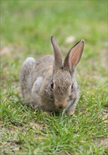 European rabbit (Oryctolagus cuniculus) squatting in a meadow and nibbling grass, rodent, frontal