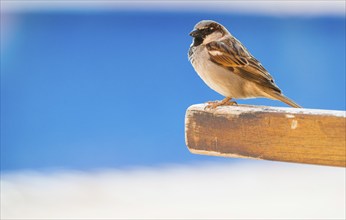 House sparrow (Passer domesticus) or sparrow or house sparrow, male, sitting on a wooden sun