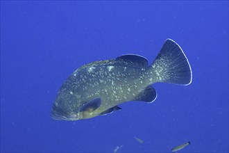 Dusky grouper (Epinephelus marginatus) (Mycteroperca marginatus) in the Mediterranean Sea near