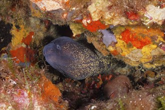 Mediterranean moray (Muraena helena) in the Mediterranean Sea near Hyères. Dive site marine reserve