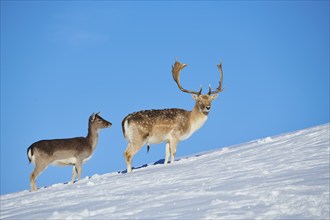 European fallow deer (Dama dama) buck and doe on a snowy meadow in the mountains in tirol,