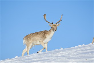 European fallow deer (Dama dama) buck on a snowy meadow in the mountains in tirol, Kitzbühel,