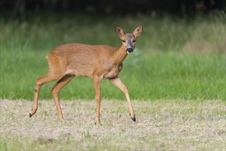 Roe Deer (Capreolus capreolus), female in meadow, Hesse, Germany, Europe