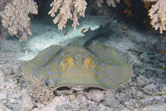 Bluespotted ribbontail ray (Taeniura lymma), House reef dive site, Mangrove Bay, El Quesir, Red