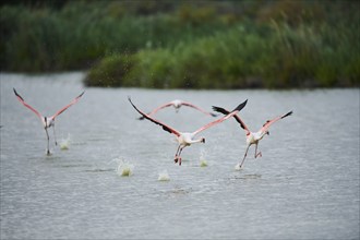 Greater Flamingos (Phoenicopterus roseus), starting from the water, Parc Naturel Regional de