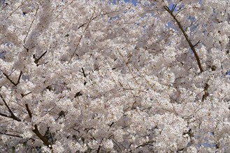 Cherry (Prunus) in bloom, North Rhine-Westphalia, Germany, Europe