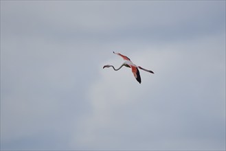 Greater Flamingo (Phoenicopterus roseus), flying in the sky, Parc Naturel Regional de Camargue,