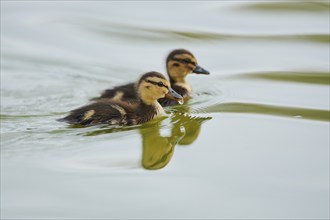 Wild duck (Anas platyrhynchos) chicks swimming in the water, Camargue, France, Europe