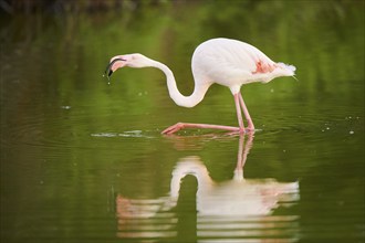 Greater Flamingo (Phoenicopterus roseus) walking in the water, Parc Naturel Regional de Camargue,