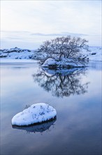 Snow-covered with bushes small island in Lake Myvatn, at blue hour, Kalfaströnd, Northern Iceland