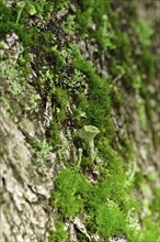 Cup lichen (Cladonia Fimbriata), forest, October, Saxony, Germany, Europe