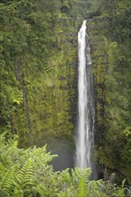 Akaka Falls, Akaka Falls State Park, Hilo, Big Island, Hawaii, USA, North America