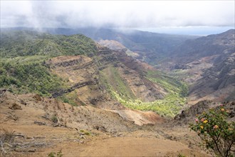 Waimea Canyon Lookout, Waimea Canyon State Park, Kauai, Hawaii, USA, North America