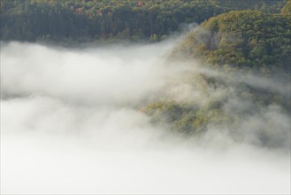 View over the Moselle valley, autumnal forest with dense fog, Moselle, Rhineland-Palatinate,