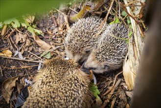 Hedgehog mother with young in the living environment of humans. A near-natural garden is a good