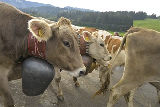 16. 09. 2022. Almabtrieb, cattle seperation in Thalkirchdorf, Markt Oberstaufen, Allgäu, Bavaria,