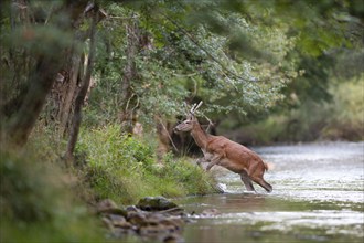 Red deer (Cervus elaphus), young red deer, spit walks from mountain river to shore