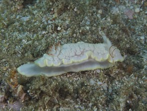 Star snail (Ardeadoris undaurum), Sodwana Bay National Park dive site, Maputaland Marine Reserve,